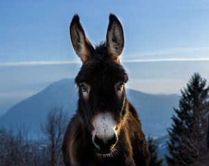 donkey close-up in mountain landscape