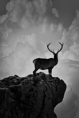 deer in silhouette posing on a rock while watching the coming storm