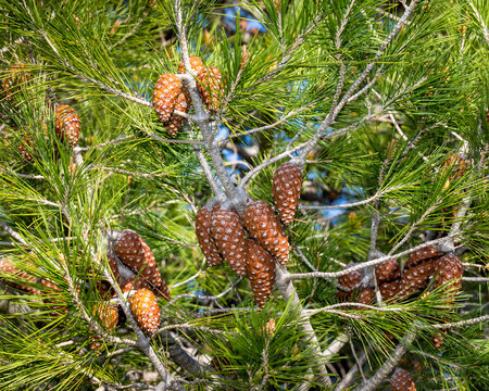 Pine Cones. Isolated.  Close-Up.Hanging pine cones hanging from pine tree . Stock Image.