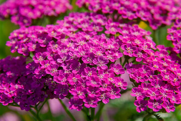 Achillea millefolium, known commonly as yarrow..Magenta bright  yarrow flower (Achillea millefolium) over grass background. Achillea "Lilac Beauty" Pink and Purple Flowe © Елена Жуковская