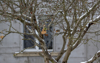 titmouse birds eat homemade grain cookies