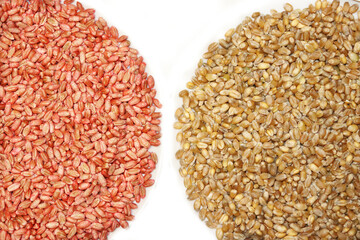 Wheat seeds with red seed dressing or seed treatment and seeds without seed dressing . Plant...