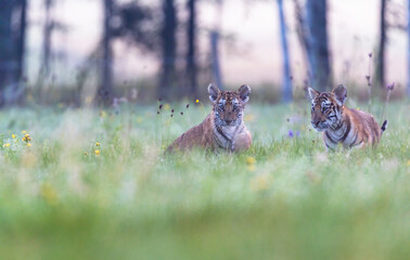 Pair of Bengal tiger cubs posing in morning meadow. Horizontally. 