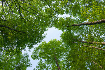 新緑のブナの林