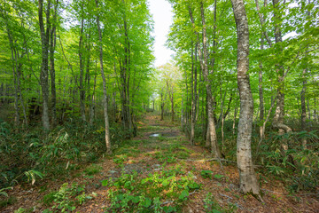 新緑のブナの林