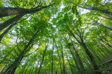 新緑のブナの林
