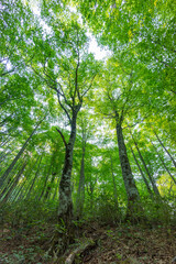 Fototapeta na wymiar 新緑のブナの林