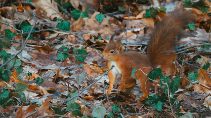 Squirrel in the woods searching for his food and eating it 