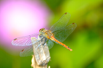 The dragonfly sits on a wooden stick, the green background is blurred 