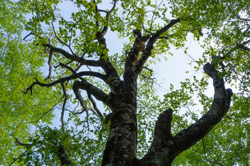 Fototapeta na wymiar ブナの大木と若葉