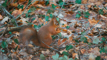 Squirrel in the woods searching for his food and eating it 