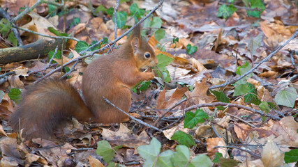 Squirrel in the woods searching for his food and eating it 
