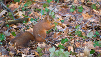 Squirrel in the woods searching for his food and eating it 