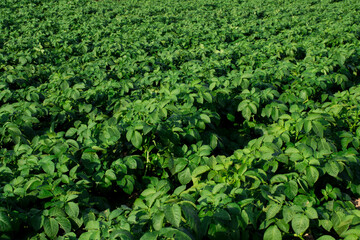 Fototapeta na wymiar Organic potato fields covered with green potato leaves.