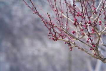 紅梅 梅の花 梅