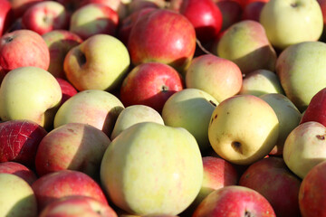 red and yellow apples background