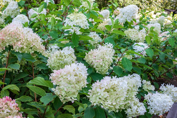 Hydrangeas in the garden