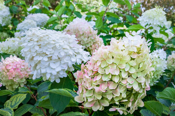 Hydrangeas in the garden