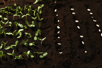 White beans in fertile soil. Vegetable seeds