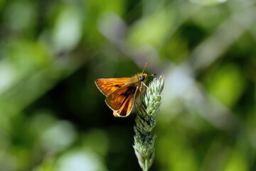 A Large Skipper Butterfly basking on a grass seed head.