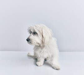 Adorable dog over isolated white background.