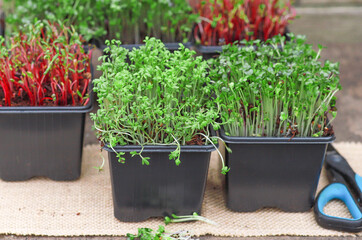Microgreens. Fresh herbs and vitamin cocktail on a wooden table.