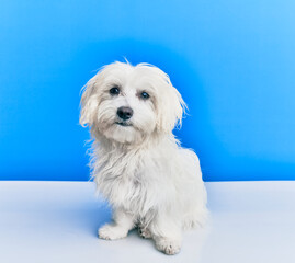 Adorable dog over isolated blue background.