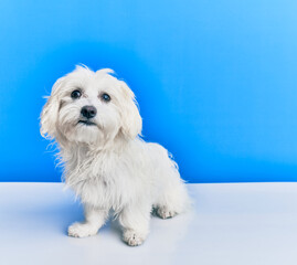 Adorable dog over isolated blue background.