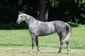 Obraz na płótnie Canvas Gray horse stands on natural summer background, profile side view, exterior