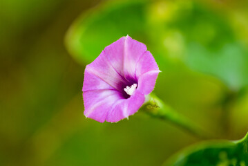 purple flower in the wind