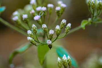 flowers in the forest