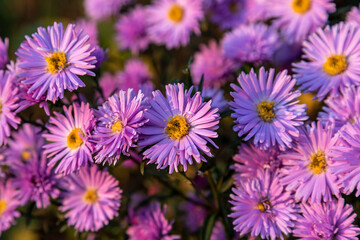 Blooming bush aster in the rays of the setting sun. Background / wallpaper and lilac aster flowers