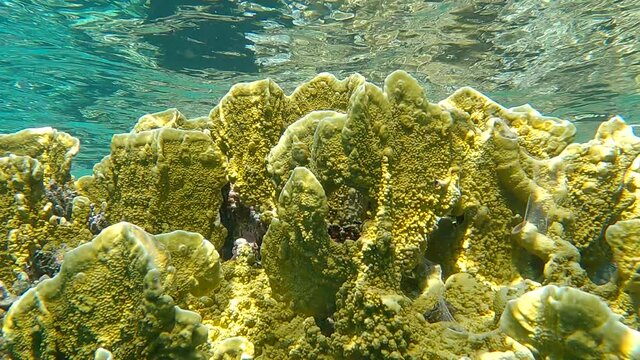 Close-up of Fire coral on the water surface background. Details of the Blade Fire coral (Millepora complanata). Natural underwater background.