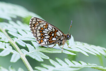 A Heath Fritillary Butterfly resting on a bracken leaf.