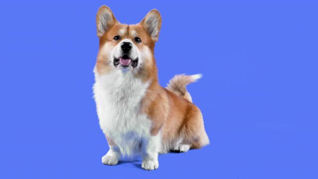 Portrait of welsh corgi pembroke in the studio on a blue background. The pet sits, smiles with its tongue out, wags its tail and wiggles its ears. Slow motion. Close up.