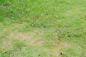 Green grass lawn on floor natural background or the naturally walls texture Ideal for use in the design fairly.