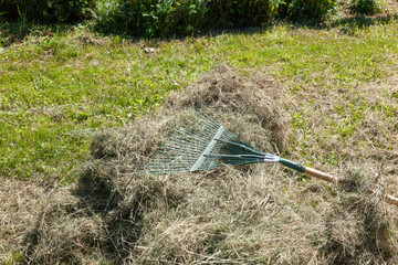  Raking dry hay with pitchfork on a field.Collection, cleaning of dry grass in the garden. Hay,...