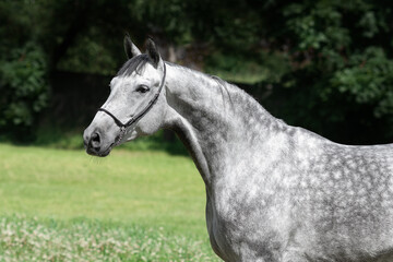 Portrait of a beautiful gray horse on natural green summer background, head closeup