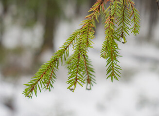 Spruce branch with raindrops on a foggy day in the forest.