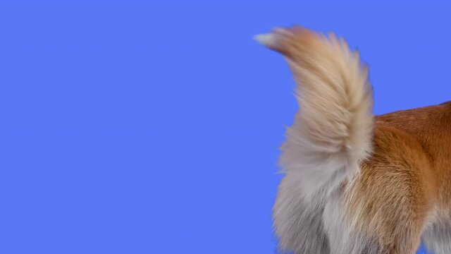Portrait of welsh corgi pembroke in the studio on a blue background. Close up of a dog's tail, which it wags vigorously. Slow motion.