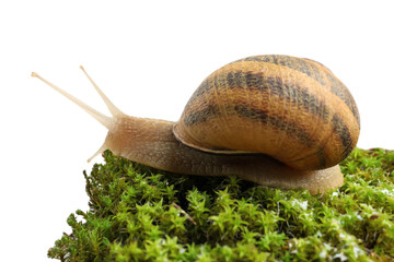 Common garden snail on green moss against white background, closeup