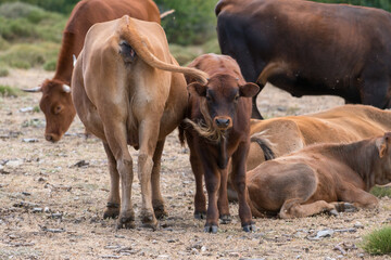 Herd of cow in freedom in Sierra Nevada in southern Spain