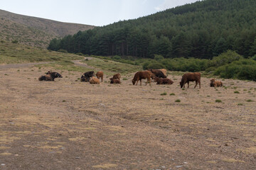 Herd of cow in freedom in Sierra Nevada in southern Spain