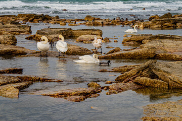 Лебеди, зимующие на Каспии