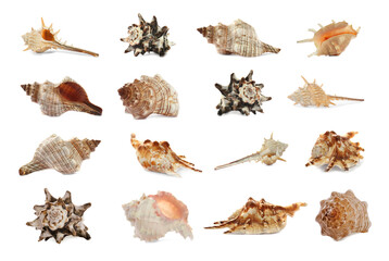 Obraz premium Set of different beautiful sea shells on white background