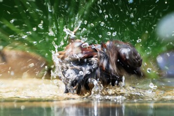 House sparrow, Passer domesticus sprays water while bathing. Czechia. Europe. 