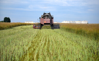 Combine harvester in a rapeseed field. City houses are visible in the background.