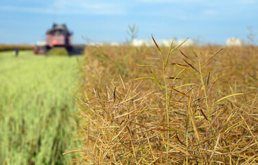 Harvesting in the rapeseed field, focus in the center on the branch with the grain.