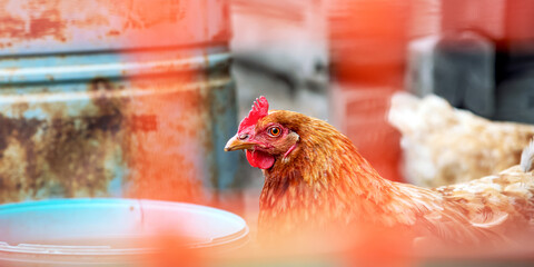 chicken with feathers of brown colour looks straight