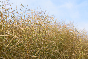 Ripe ears of rapeseed.The farm field is ready for harvesting.